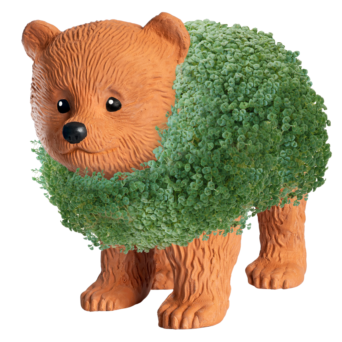 Bear Cub Chia Pet