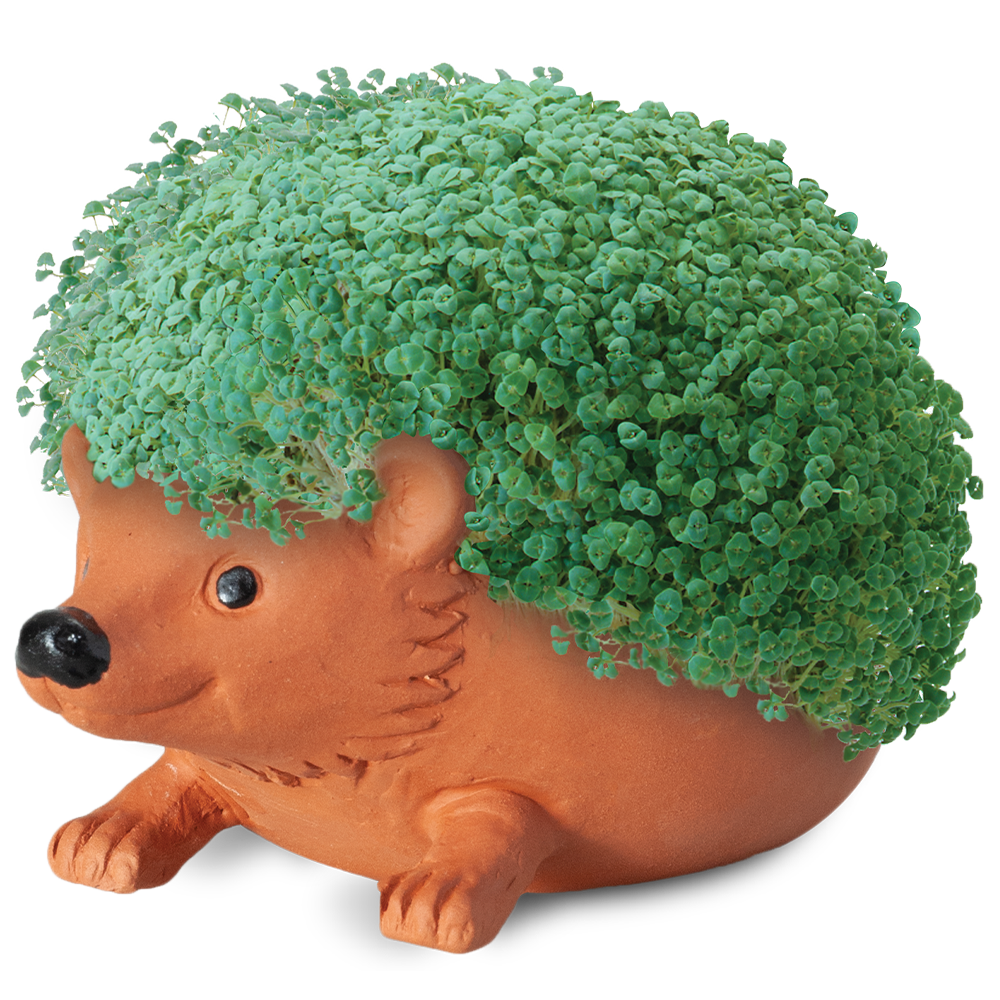 Classic Hedgehog Chia Pet